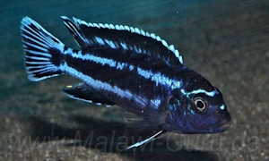 Pseudotropheus perileucos